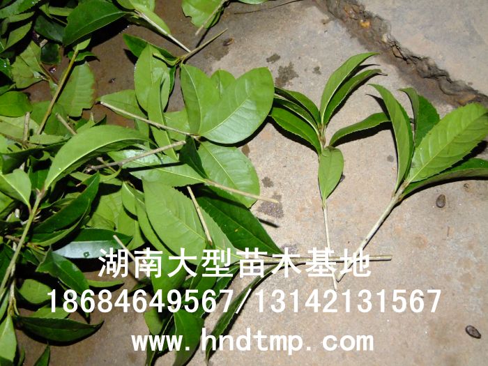 丹桂小(xiǎo)苗 丹桂價格 丹桂照(zhào)片 丹桂批發 丹桂品種 湖(hú)南(nán)丹桂基地(dì) 長(cháng)沙丹桂基地(dì) 長(cháng)沙苗木(mù) 長(cháng)沙苗圃