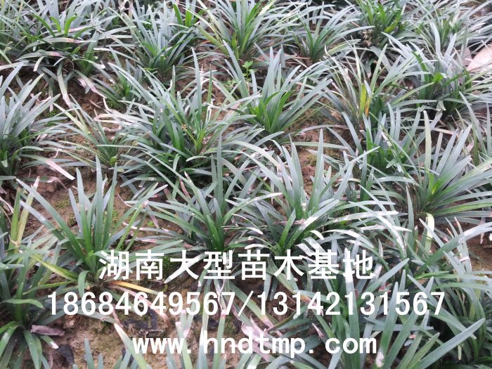 玉龍草(cǎo)