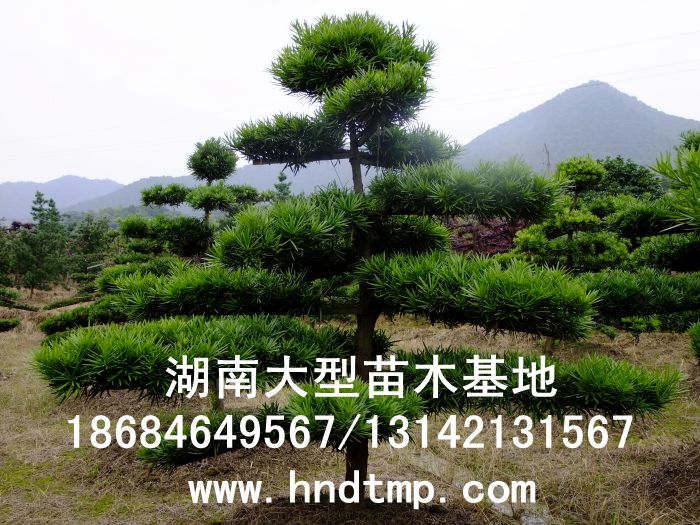 造型羅漢松
