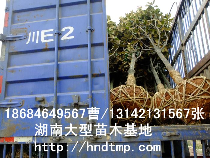 廣玉蘭/廣玉蘭價格/廣玉蘭最新價格/廣玉蘭最新價格行(xíng)情/廣玉蘭2012年(nián)最新價格/廣玉蘭2013年(nián)價格/