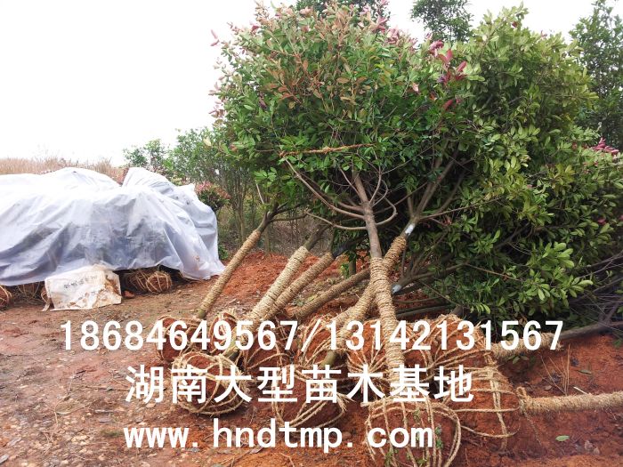 紅(hóng)葉石楠/紅(hóng)葉石楠價格/紅(hóng)葉石楠高(gāo)杆樹(shù)/紅(hóng)葉石楠最新價格/紅(hóng)葉石楠基地(dì)/湖(hú)南(nán)紅(hóng)葉石楠/紅(hóng)葉石楠價格/紅(hóng)葉石楠高(gāo)杆樹(shù)價格/湖(hú)南(nán)紅(hóng)葉石楠價格/長(cháng)沙紅(hóng)葉石楠價格/浏陽紅(hóng)葉石楠價格/紅(hóng)葉石楠照(zhào)片/紅(hóng)葉石楠4-10公分(fēn)/紅(hóng)葉石楠的(de)培植/紅(hóng)葉石楠養護/紅(hóng)葉石楠獨杆樹(shù)/紅(hóng)葉石楠獨杆樹(shù)價格/湖(hú)南(nán)哪裡(lǐ)有(yǒu)紅(hóng)葉石楠購(gòu)買/湖(hú)南(nán)哪裡(lǐ)有(yǒu)紅(hóng)葉石楠基地(dì)/紅(hóng)葉石楠特性/紅(hóng)葉石楠優勢/紅(hóng)葉石楠最新品種/紅(hóng)葉石楠價值/紅(hóng)葉石楠的(de)選購(gòu)/紅(hóng)葉石楠扡插/紅(hóng)葉石楠樹(shù)//紅(hóng)葉石楠/紅(hóng)葉石楠高(gāo)杆樹(shù)8公分(fēn)/紅(hóng)葉石楠高(gāo)杆樹(shù)9公分(fēn)/紅(hóng)葉石楠高(gāo)杆樹(shù)10公分(fēn)/紅(hóng)葉