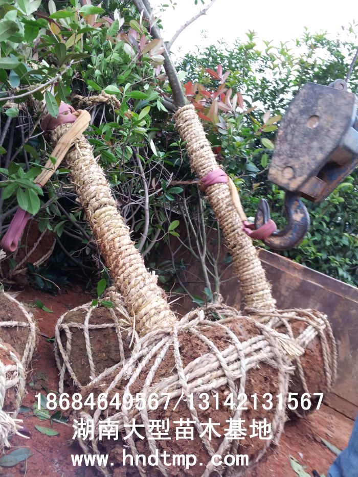 紅(hóng)葉石楠/紅(hóng)葉石楠基地(dì)/紅(hóng)葉石楠直銷/紅(hóng)葉石楠價格/紅(hóng)葉石楠大(dà)型基地(dì)/專供紅(hóng)葉石楠/湖(hú)南(nán)大(dà)型紅(hóng)葉石楠基地(dì)
