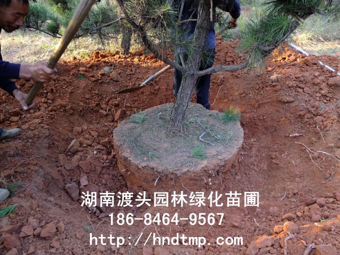湖(hú)南(nán)黑(hēi)松 湖(hú)南(nán)黑(hēi)松