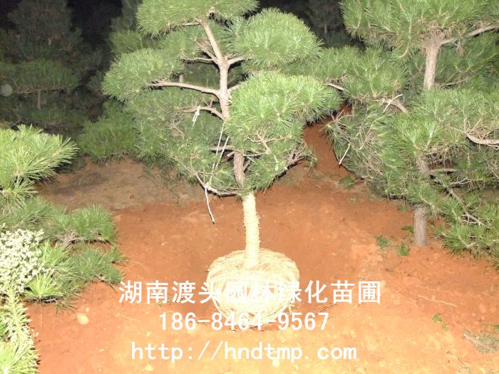 湖(hú)南(nán)景觀黑(hēi)松 湖(hú)南(nán)景觀黑(hēi)松