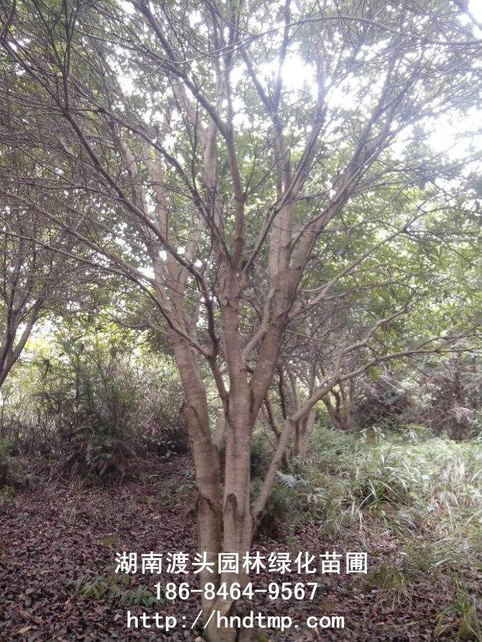 湖(hú)南(nán)楊梅基地(dì)/工(gōng)程楊梅