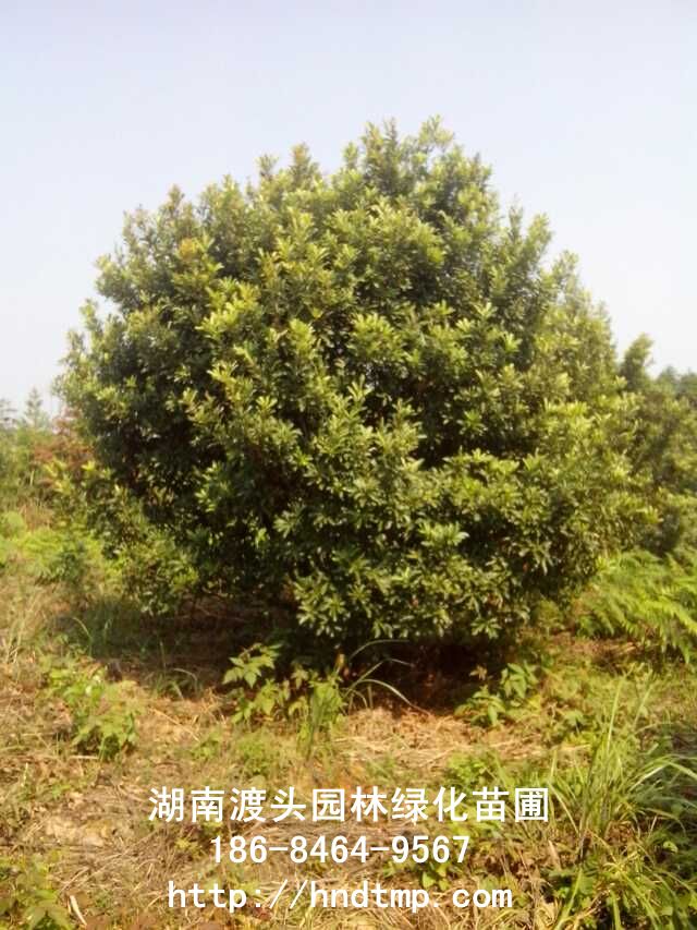 湖(hú)南(nán)楊梅樹(shù)出售/長(cháng)沙楊梅樹(shù)出售批發