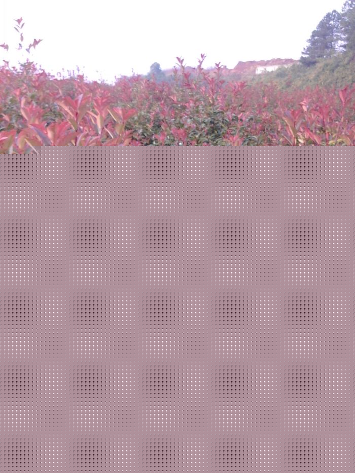 紅(hóng)葉石楠綠(lǜ)籬 紅(hóng)葉石楠綠(lǜ)籬