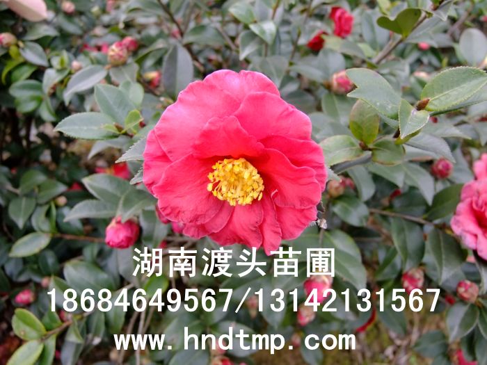 茶梅球批發