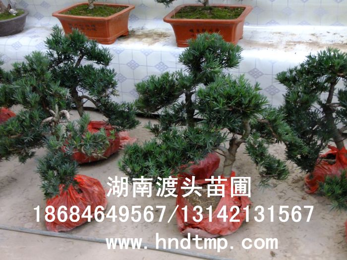 羅漢松盆景 羅漢松盆栽 羅漢松造型 造型羅漢松 造型羅漢松精品