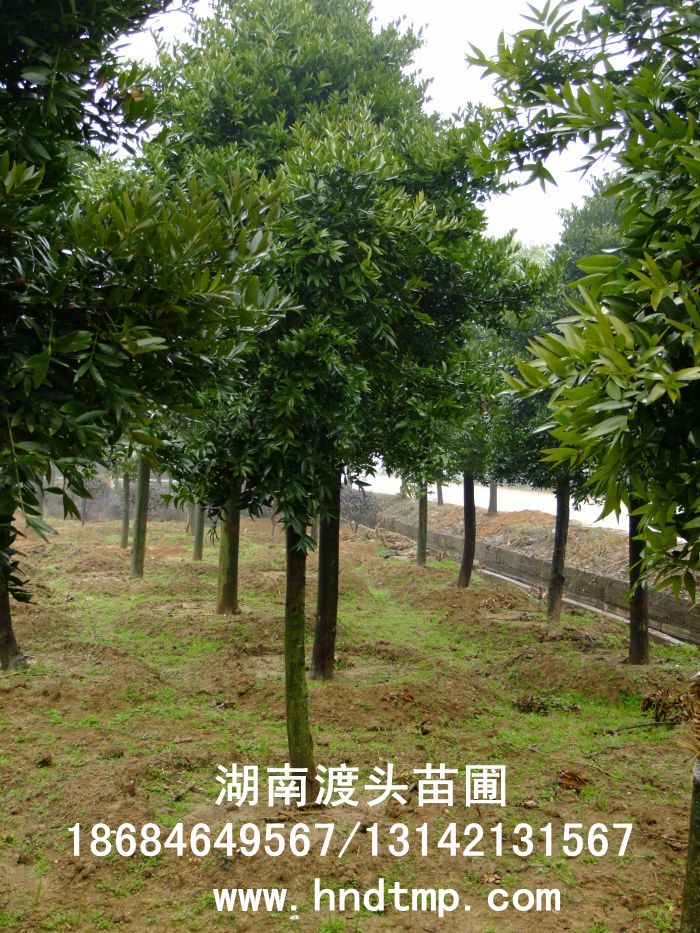 竹柏