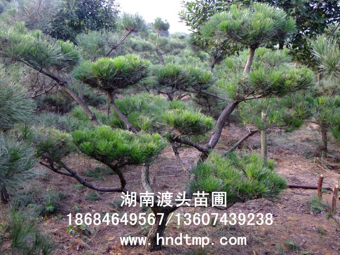 造型黑(hēi)松