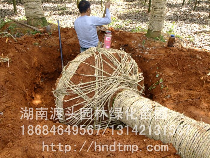 30CM移栽香樟