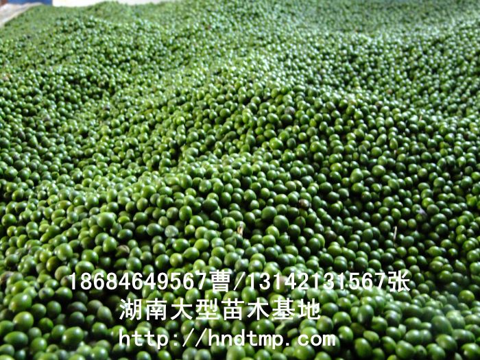 羅漢松種子(zǐ)