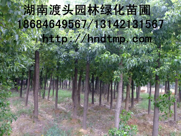 [湖(hú)南(nán)花(huā)木(mù)基地(dì)]供10-15cm移栽香樟