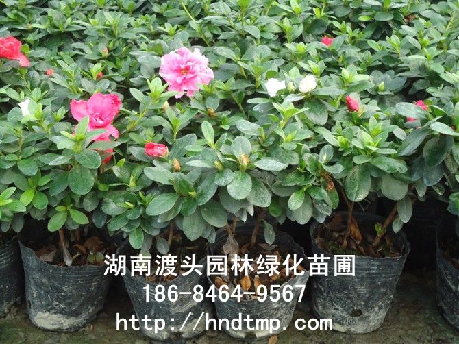 西(xī)洋杜鵑
