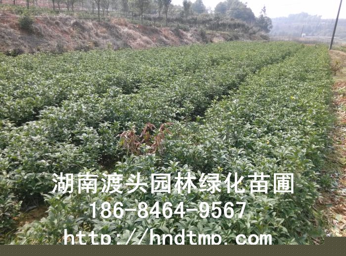 湖(hú)南(nán)丹桂小(xiǎo)苗，血桂小(xiǎo)苗