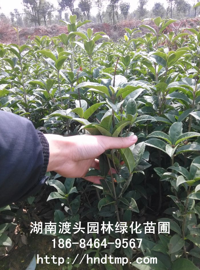 湖(hú)南(nán)長(cháng)沙正宗紅(hóng)花(huā)丹桂