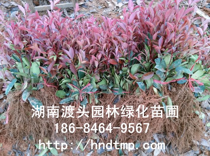 湖(hú)南(nán)紅(hóng)葉石楠 紅(hóng)葉石楠小(xiǎo)苗 紅(hóng)葉石楠遷插苗