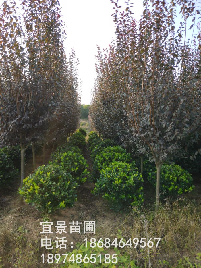 紅(hóng)葉李