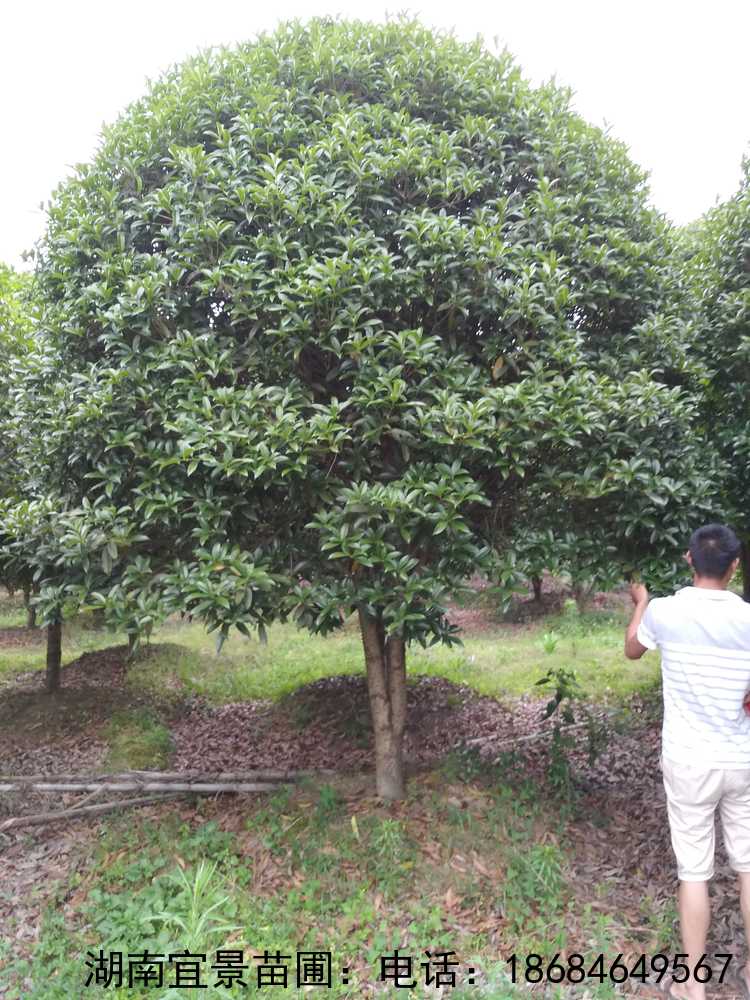 移栽精品八月(yuè)金(jīn)桂花(huā)樹(shù)