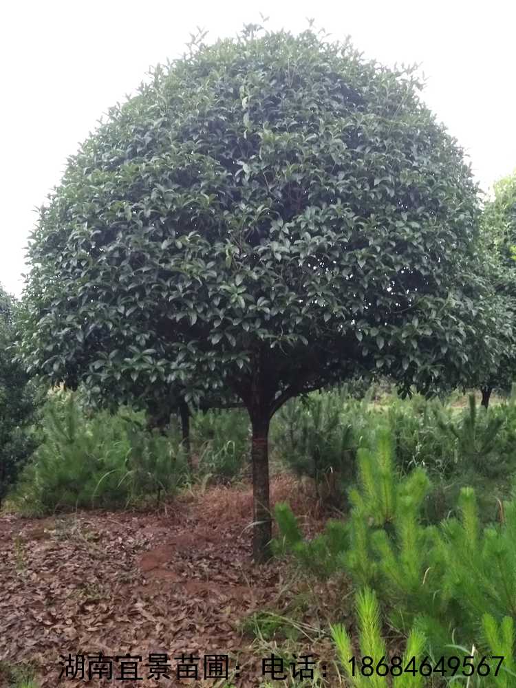 長(cháng)沙苗圃精品桂花(huā)