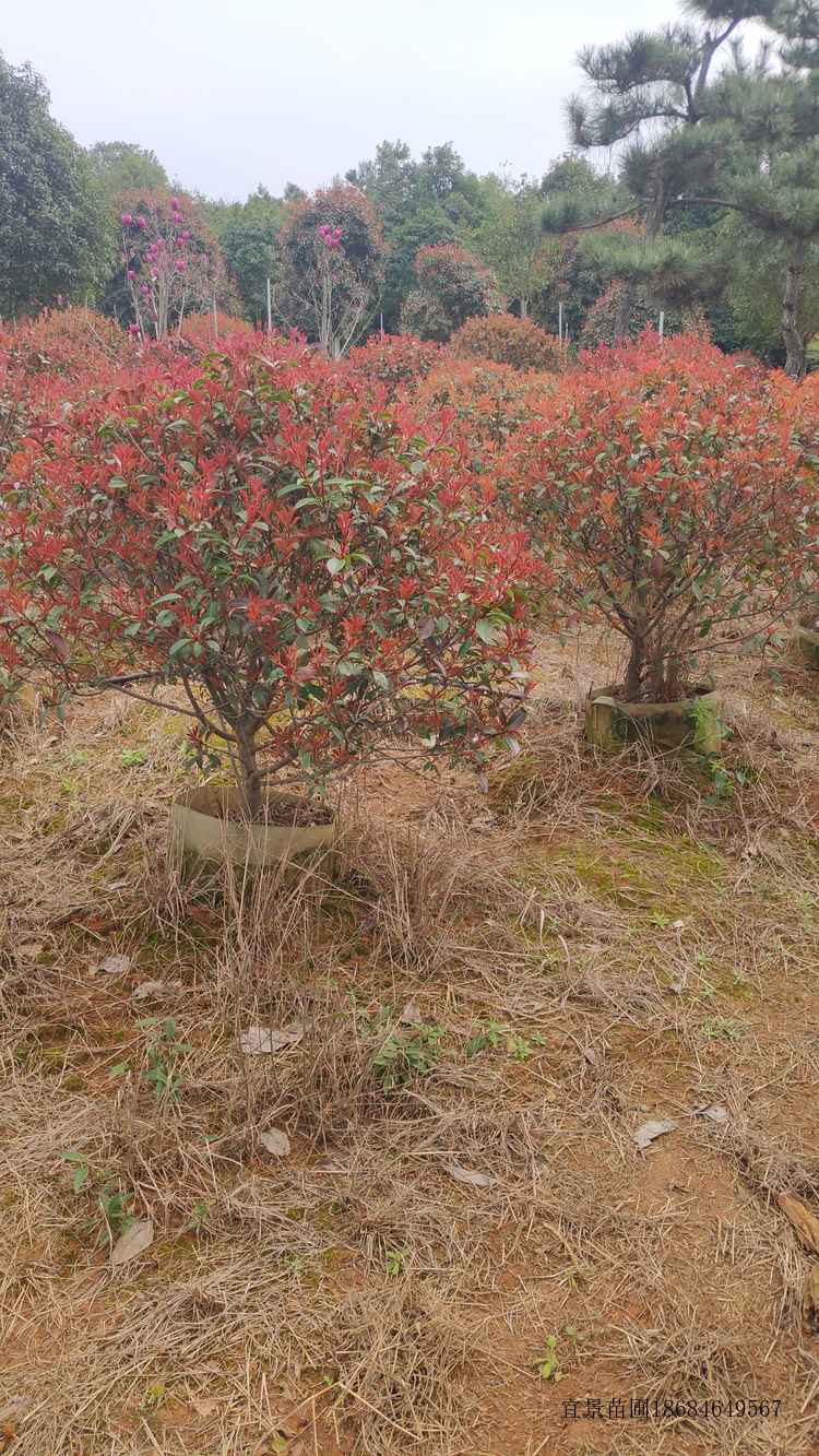 紅(hóng)葉石楠球袋苗