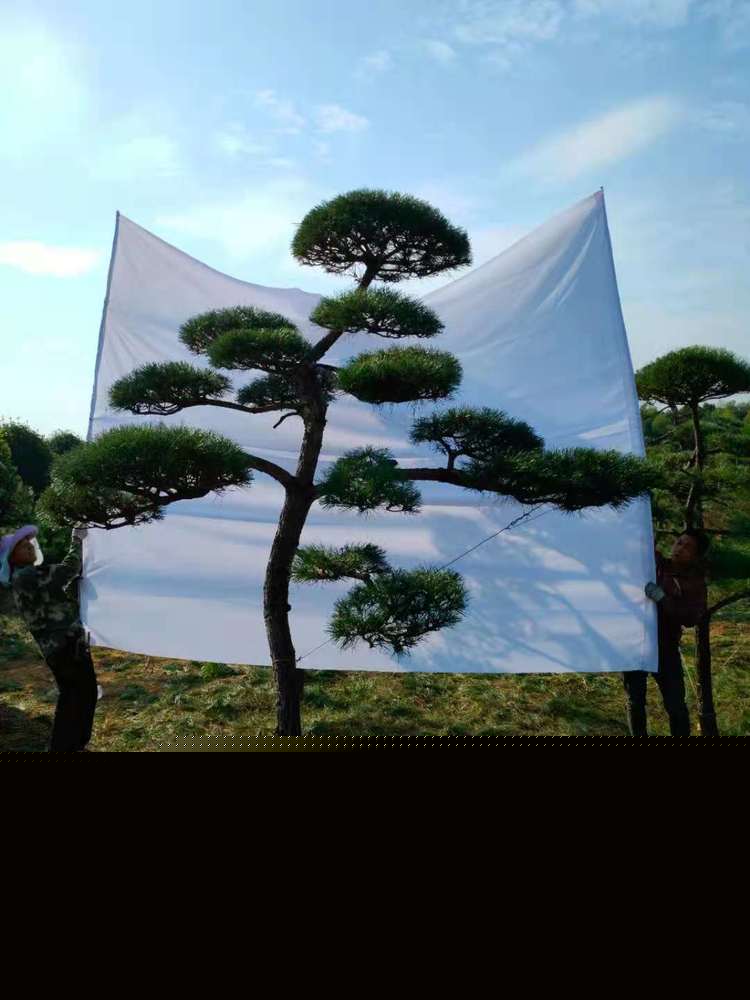 造型黑(hēi)松