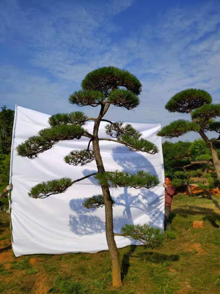 造型黑(hēi)松
