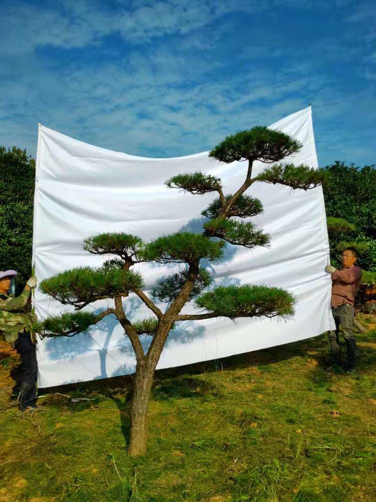 造型黑(hēi)松
