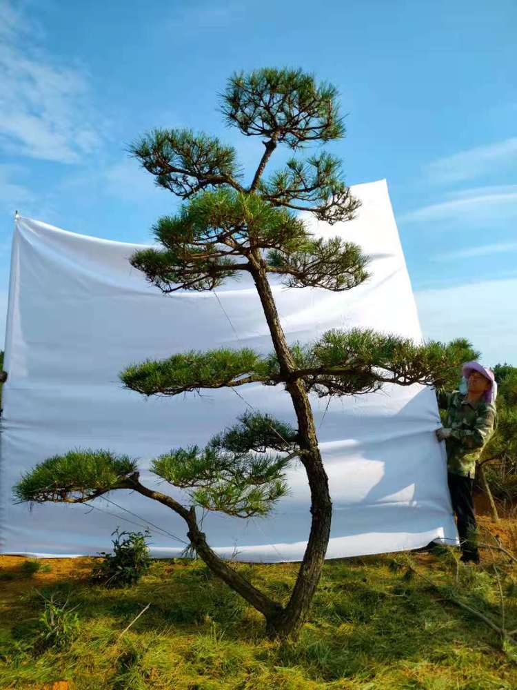 造型黑(hēi)松