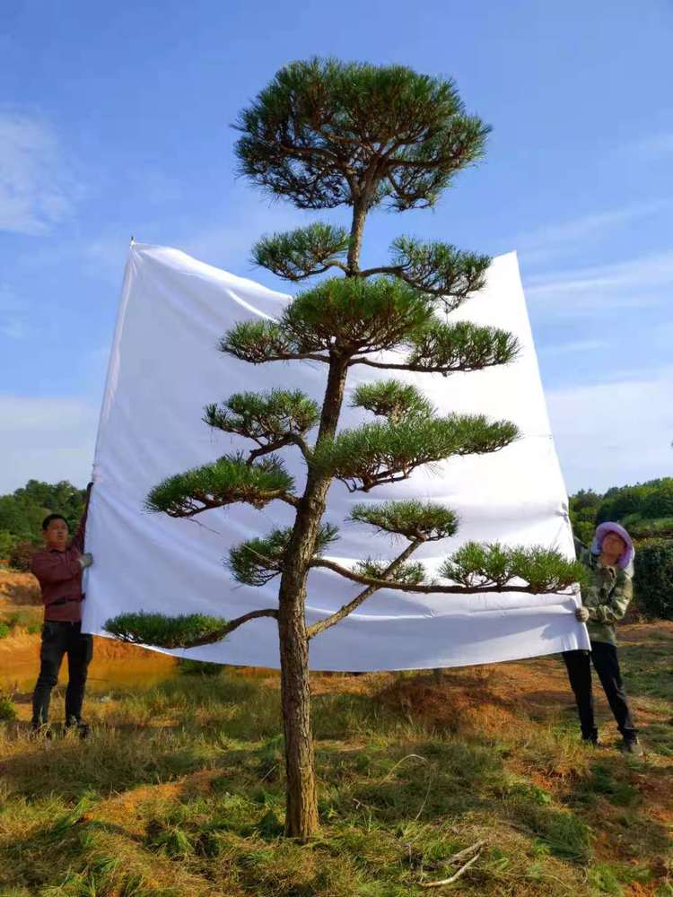 造型黑(hēi)松