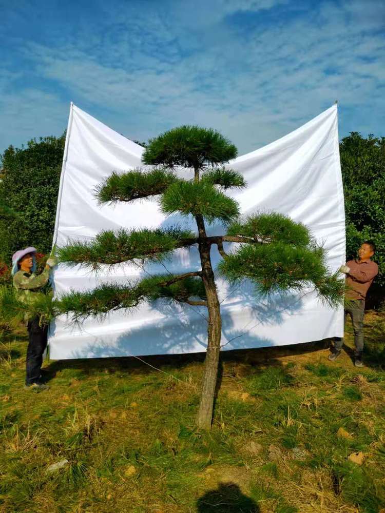 造型黑(hēi)松