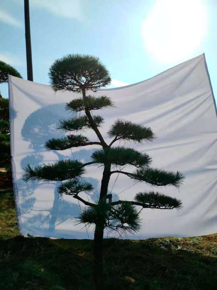 造型黑(hēi)松