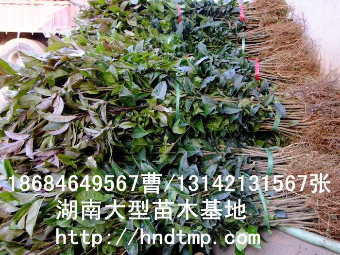 求購(gòu)桂花(huā)苗 長(cháng)沙桂花(huā)苗價格 湖(hú)南(nán)桂花(huā)苗價格 浏陽桂花(huā)苗價格 長(cháng)沙桂花(huā)苗價格