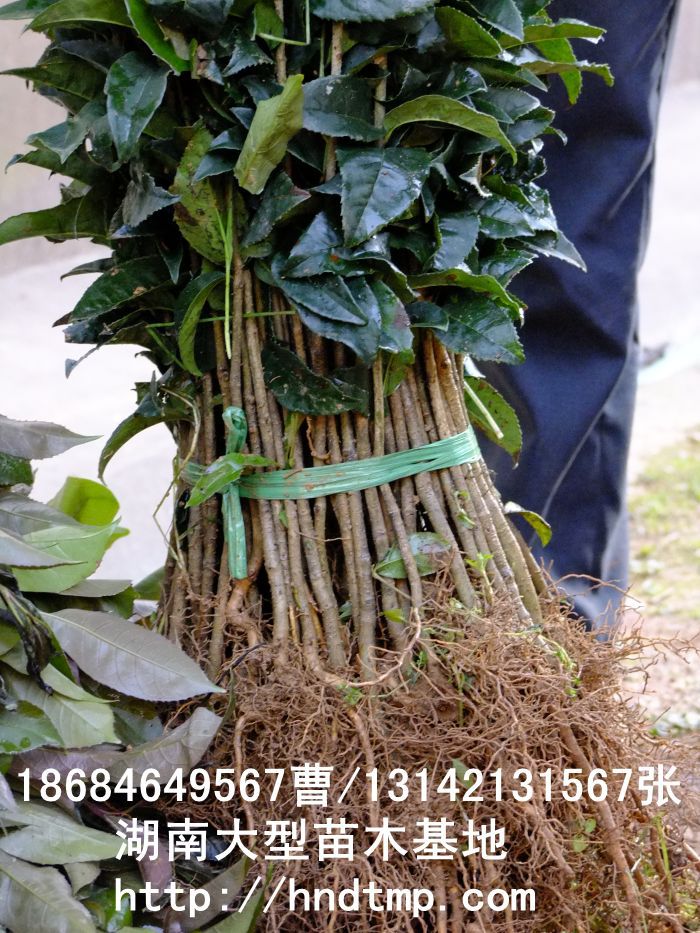 求購(gòu)桂花(huā)小(xiǎo)苗 供應桂花(huā)小(xiǎo)苗 求購(gòu)桂花(huā)苗 一(yī)米桂花(huā)苗什(shén)麽價格 桂花(huā)苗價格表