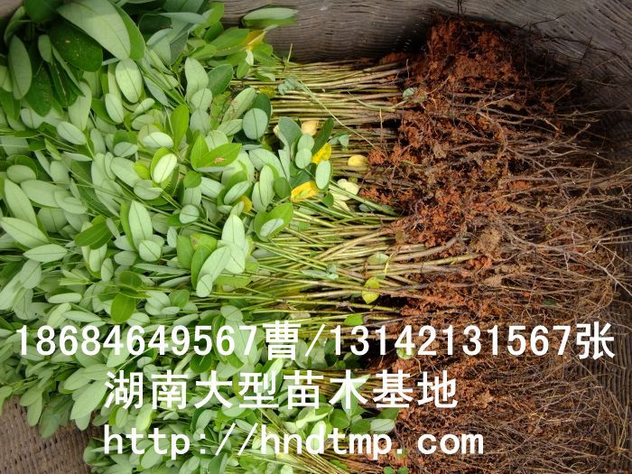 黃(huáng)花(huā)槐★黃(huáng)花(huā)槐價格★黃(huáng)花(huā)槐最新價格★黃(huáng)花(huā)槐最新行(xíng)情★黃(huáng)花(huā)槐湖(hú)南(nán)地(dì)區(qū)★湖(hú)南(nán)地(dì)區(qū)求購(gòu)黃(huáng)花(huā)槐★求購(gòu)