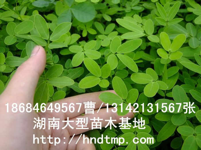 黃(huáng)花(huā)槐★黃(huáng)花(huā)槐價格★黃(huáng)花(huā)槐最新價格★黃(huáng)花(huā)槐最新行(xíng)情★黃(huáng)花(huā)槐湖(hú)南(nán)地(dì)區(qū)★湖(hú)南(nán)地(dì)區(qū)求購(gòu)黃(huáng)花(huā)槐★求購(gòu)