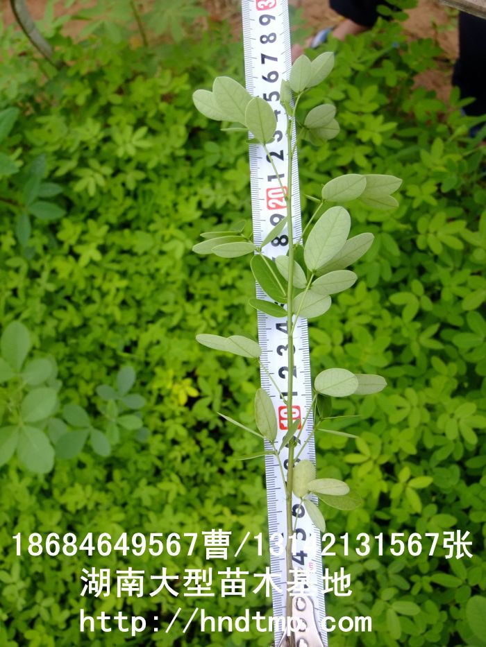 黃(huáng)花(huā)槐★黃(huáng)花(huā)槐價格★黃(huáng)花(huā)槐最新價格★黃(huáng)花(huā)槐最新行(xíng)情★黃(huáng)花(huā)槐湖(hú)南(nán)地(dì)區(qū)★湖(hú)南(nán)地(dì)區(qū)求購(gòu)黃(huáng)花(huā)槐★求購(gòu)