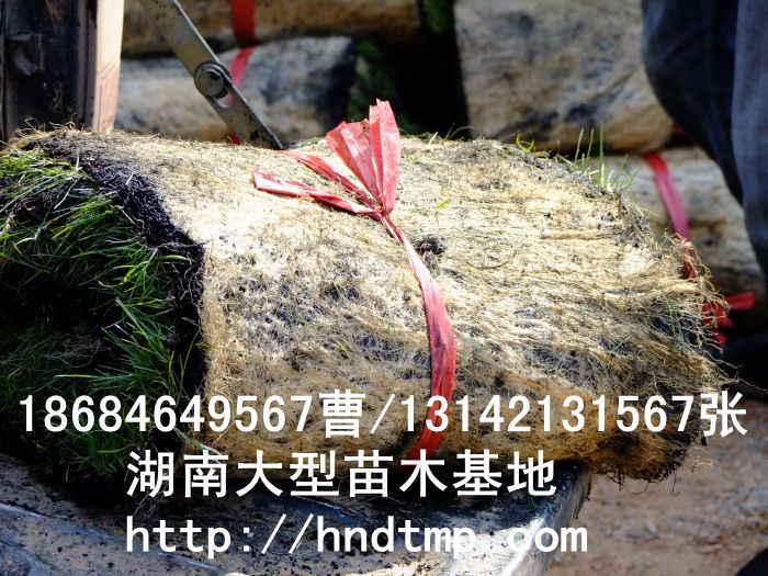 湖(hú)南(nán)草(cǎo)皮
