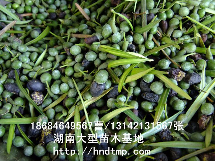 羅漢松·羅漢松價格·羅漢松最新價格·羅漢松最新價格行(xíng)情·湖(hú)南(nán)羅漢松價格·長(cháng)沙羅漢松價格·浏陽羅漢松價格·湖(hú)南(nán)哪裡(lǐ)有(yǒu)羅漢松買·湖(hú)南(nán)長(cháng)沙羅漢松苗圃·求購(gòu)3公分(fēn)羅漢松·求購(gòu)4公分(fēn)羅漢松·求購(gòu)5公分(fēn)羅漢松·求購(gòu)6公分(fēn)羅漢松·求購(gòu)7公分(fēn)羅漢松·求購(gòu)8公分(fēn)羅漢松·求購(gòu)9公分(fēn)羅漢松·求購(gòu)10公分(fēn)羅漢松·求購(gòu)11-12-13-14-15-16-17-18-19-20羅漢松·求購(gòu)3-4-5-6-7-8-9-10-11-12-13-14-15-16-17公分(fēn)羅漢松·求購(gòu)羅漢松·求購(gòu)特價羅漢松·求購(gòu)特價羅漢松處理(lǐ)·清場(chǎng)羅漢松·