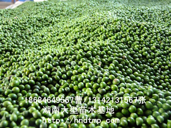 羅漢松·羅漢松價格·羅漢松最新價格·羅漢松最新價格行(xíng)情·湖(hú)南(nán)羅漢松價格·長(cháng)沙羅漢松價格·浏陽羅漢松價格·湖(hú)南(nán)哪裡(lǐ)有(yǒu)羅漢松買·湖(hú)南(nán)長(cháng)沙羅漢松苗圃·求購(gòu)3公分(fēn)羅漢松·求購(gòu)4公分(fēn)羅漢松·求購(gòu)5公分(fēn)羅漢松·求購(gòu)6公分(fēn)羅漢松·求購(gòu)7公分(fēn)羅漢松·求購(gòu)8公分(fēn)羅漢松·求購(gòu)9公分(fēn)羅漢松·求購(gòu)10公分(fēn)羅漢松·求購(gòu)11-12-13-14-15-16-17-18-19-20羅漢松·求購(gòu)3-4-5-6-7-8-9-10-11-12-13-14-15-16-17公分(fēn)羅漢松·求購(gòu)羅漢松·求購(gòu)特價羅漢松·求購(gòu)特價羅漢松處理(lǐ)·清場(chǎng)羅漢松·