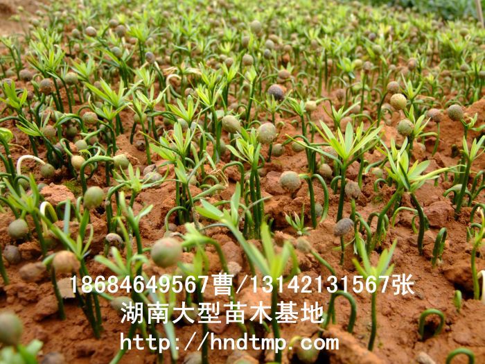 羅漢松·羅漢松價格·羅漢松最新價格·羅漢松最新價格行(xíng)情·湖(hú)南(nán)羅漢松價格·長(cháng)沙羅漢松價格·浏陽羅漢松價格·湖(hú)南(nán)哪裡(lǐ)有(yǒu)羅漢松買·湖(hú)南(nán)長(cháng)沙羅漢松苗圃·求購(gòu)3公分(fēn)羅漢松·求購(gòu)4公分(fēn)羅漢松·求購(gòu)5公分(fēn)羅漢松·求購(gòu)6公分(fēn)羅漢松·求購(gòu)7公分(fēn)羅漢松·求購(gòu)8公分(fēn)羅漢松·求購(gòu)9公分(fēn)羅漢松·求購(gòu)10公分(fēn)羅漢松·求購(gòu)11-12-13-14-15-16-17-18-19-20羅漢松·求購(gòu)3-4-5-6-7-8-9-10-11-12-13-14-15-16-17公分(fēn)羅漢松·求購(gòu)羅漢松·求購(gòu)特價羅漢松·求購(gòu)特價羅漢松處理(lǐ)·清場(chǎng)羅漢松·