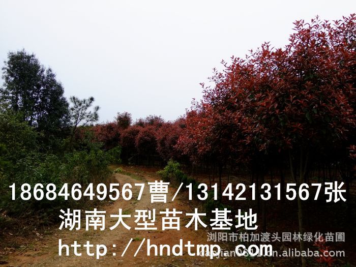 紅(hóng)葉石楠球 紅(hóng)葉石楠球價格 湖(hú)南(nán)哪裡(lǐ)有(yǒu)紅(hóng)葉石楠球買 長(cháng)沙紅(hóng)葉石楠基地(dì) 長(cháng)沙苗木(mù) 長(cháng)沙苗圃 湖(hú)南(nán)苗木(mù)