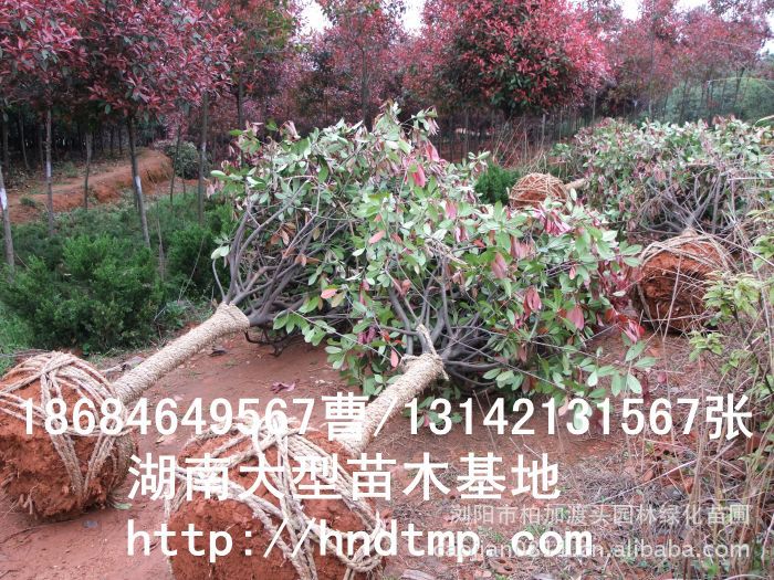 紅(hóng)葉石楠球 紅(hóng)葉石楠球價格 湖(hú)南(nán)哪裡(lǐ)有(yǒu)紅(hóng)葉石楠球買 長(cháng)沙紅(hóng)葉石楠基地(dì) 長(cháng)沙苗木(mù) 長(cháng)沙苗圃 湖(hú)南(nán)苗木(mù)