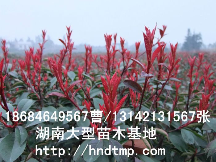 紅(hóng)葉石楠價格 紅(hóng)葉石楠球價格 湖(hú)南(nán)紅(hóng)葉石楠基地(dì) 湖(hú)南(nán)哪裡(lǐ)有(yǒu)紅(hóng)葉石楠球買