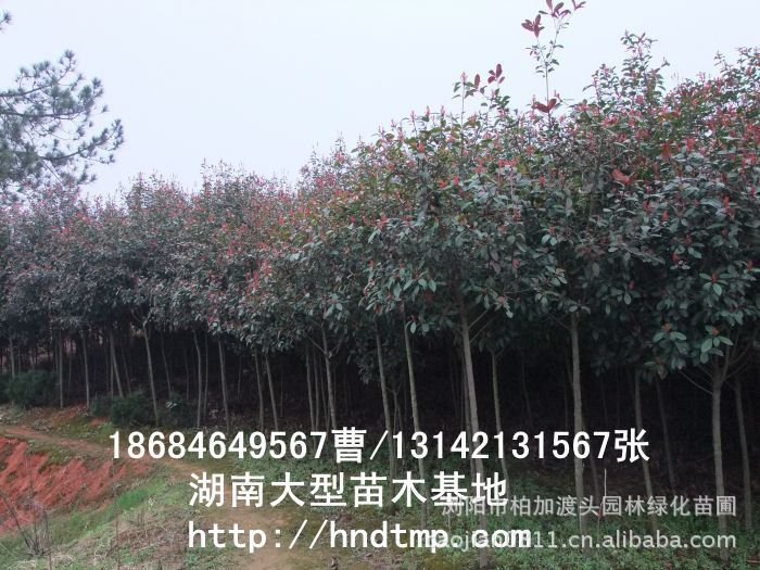 紅(hóng)葉石楠球 紅(hóng)葉石楠球價格 湖(hú)南(nán)哪裡(lǐ)有(yǒu)紅(hóng)葉石楠球買 長(cháng)沙紅(hóng)葉石楠基地(dì) 長(cháng)沙苗木(mù) 長(cháng)沙苗圃 湖(hú)南(nán)苗木(mù)