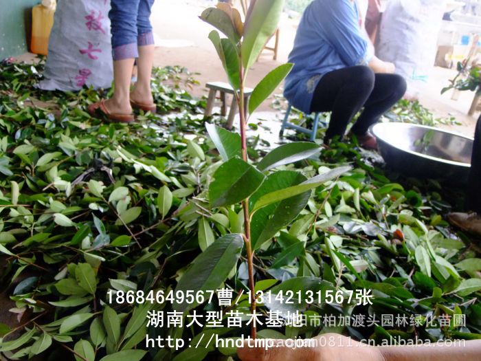 求購(gòu)紅(hóng)葉石楠枝條 供應紅(hóng)葉石楠枝條 長(cháng)沙苗木(mù) 長(cháng)沙苗圃 湖(hú)南(nán)苗木(mù)