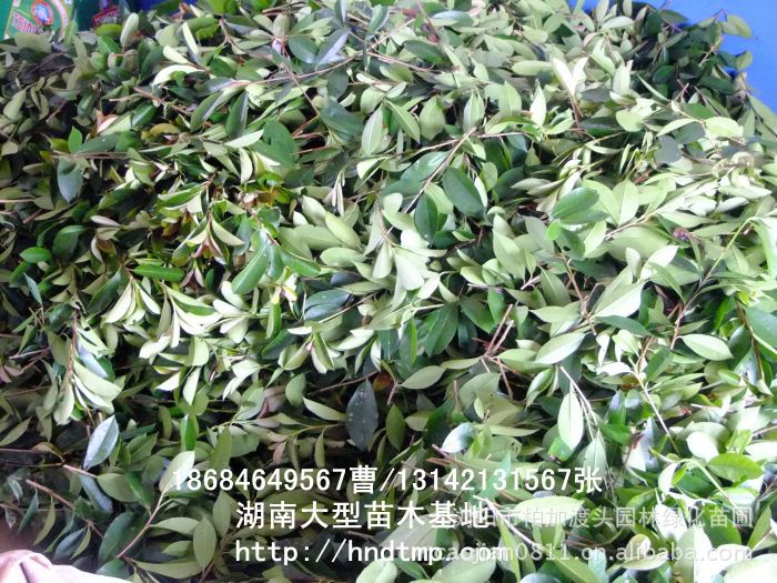 求購(gòu)紅(hóng)葉石楠枝條 供應紅(hóng)葉石楠枝條 長(cháng)沙苗木(mù) 長(cháng)沙苗圃