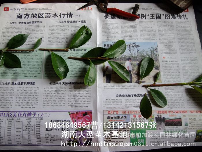 求購(gòu)紅(hóng)葉石楠枝條 供應紅(hóng)葉石楠枝條 紅(hóng)葉石楠枝條價格 長(cháng)沙苗木(mù) 長(cháng)沙苗圃