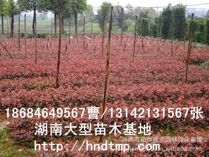 長(cháng)沙花(huā)木(mù) 長(cháng)沙苗圃 長(cháng)沙苗木(mù)行(xíng)情 長(cháng)沙紅(hóng)葉石楠小(xiǎo)苗 湖(hú)南(nán)花(huā)木(mù)行(xíng)情